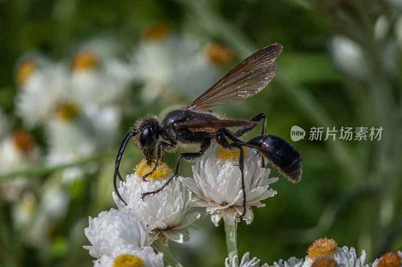 雌性大黑蜂，（Sphex pensylvanicus），Grand sphex noir，immortelle blanche，Pearly Forever，Anaphalis margaritacea。